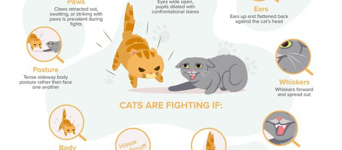 Cat Slapstick: Understanding Feline Play Fights