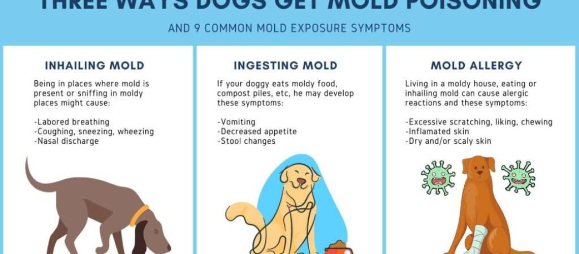 Signs of Poisoning in Dogs-WildCreaturey