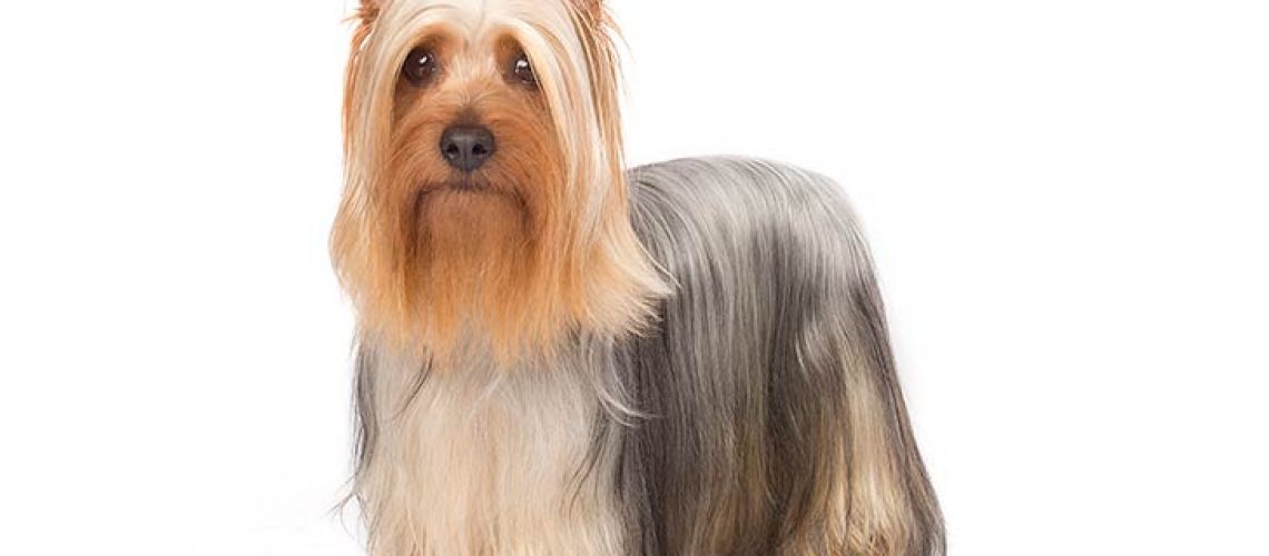 Silky Terrier: Dog Breed Characteristics & Care-WildCreaturey