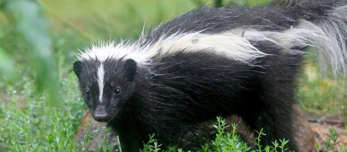 Skunk Trouble? How to Help Your Cat