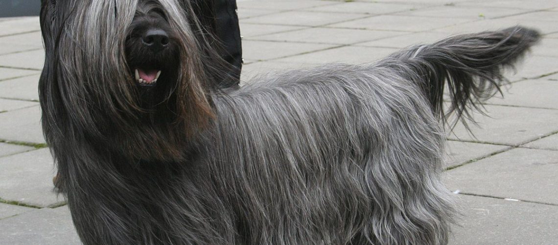 Skye Terrier: Dog Breed Characteristics & Care-WildCreaturey