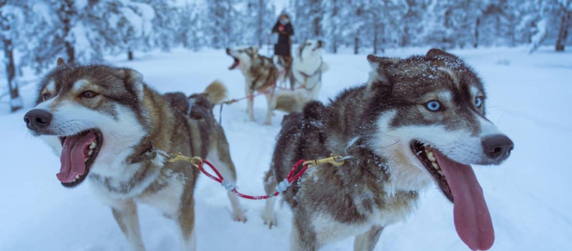 Sled Dog Names-WildCreaturey