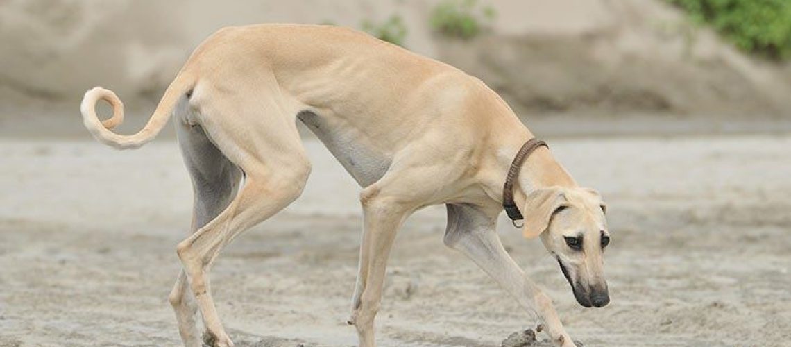 Sloughi: Dog Breed Characteristics & Care-WildCreaturey