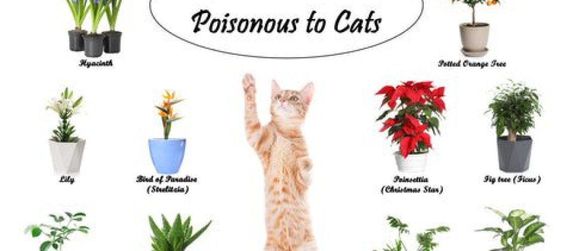 Snake Plants: Friend Or Foe For Cats? - WildCreaturey