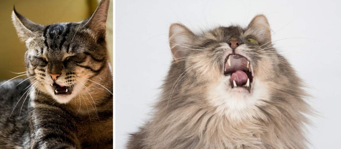 Sneezing Spree: Understanding Cats and Kittens