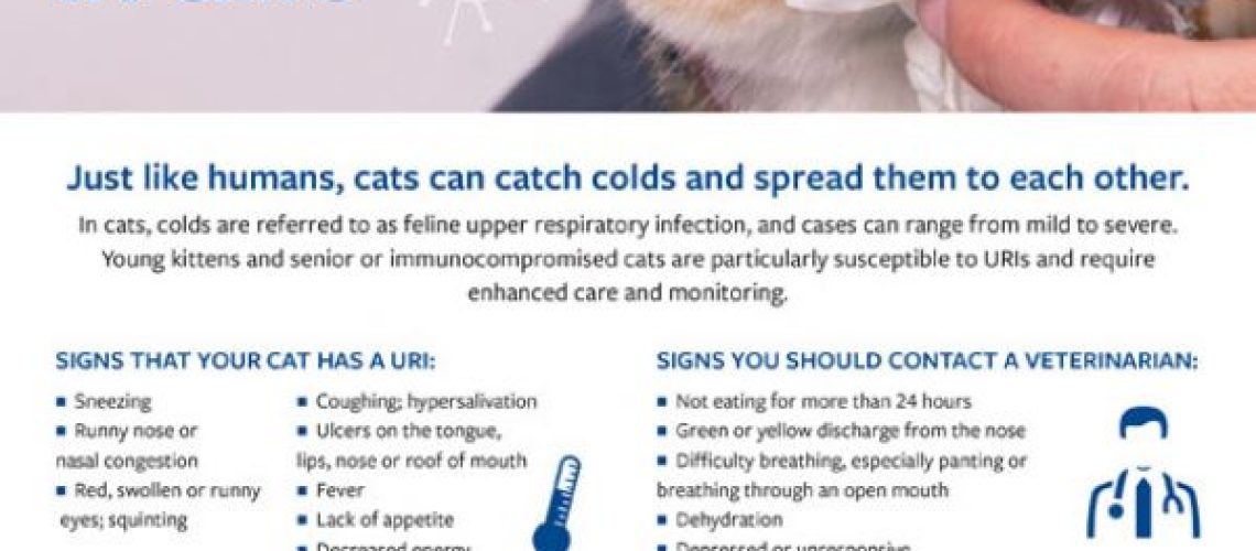 Sniffles and Sneezes: Upper Respiratory Infections in Cats