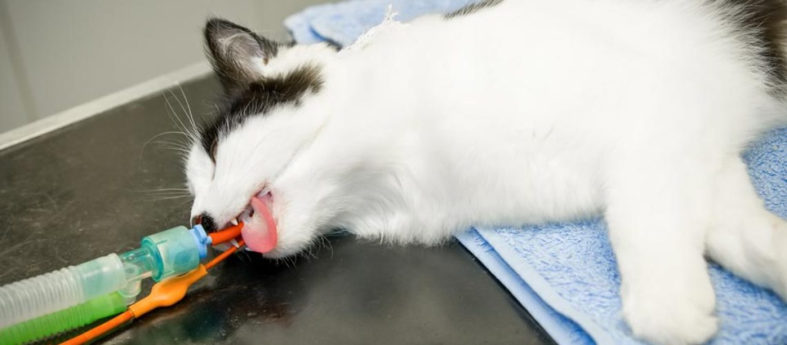 Snooze Safely: What to Know About Anesthesia for Cats