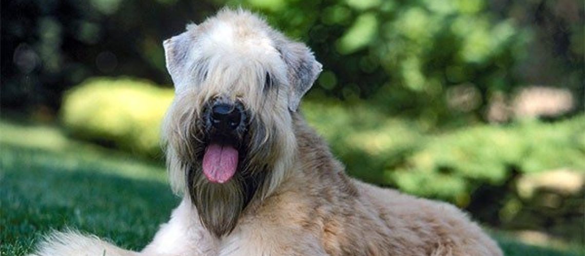 Soft-Coated Wheaten Terrier: Dog Breed Characteristics & Care-WildCreaturey