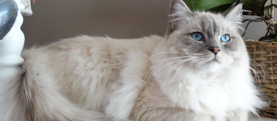 Snowy Wonders: Best White Cat Breeds for Cuddles