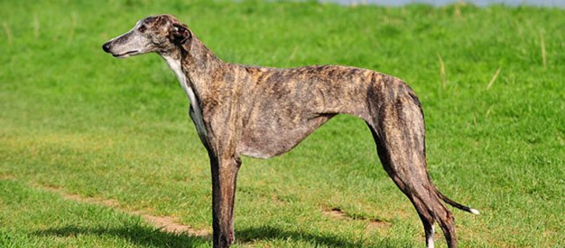 Spanish Galgo: Dog Breed Characteristics & Care-WildCreaturey