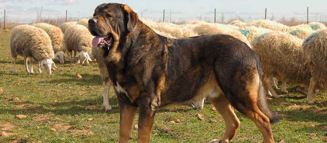 Spanish Mastiff: Dog Breed Characteristics & Care-WildCreaturey