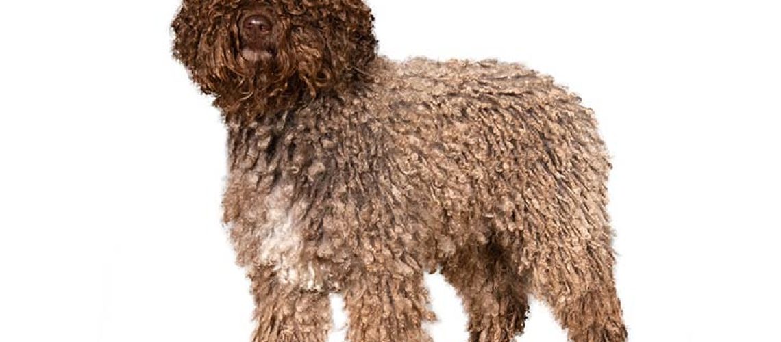 Spanish Water Dog: Breed Characteristics & Care-WildCreaturey