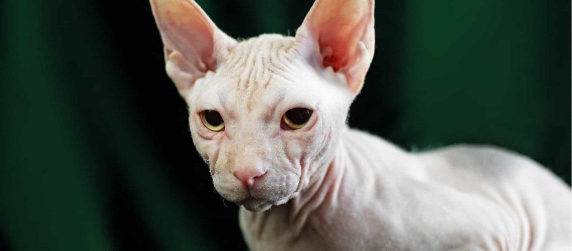 Hairless Cat Guide: Simple Steps on How to Care