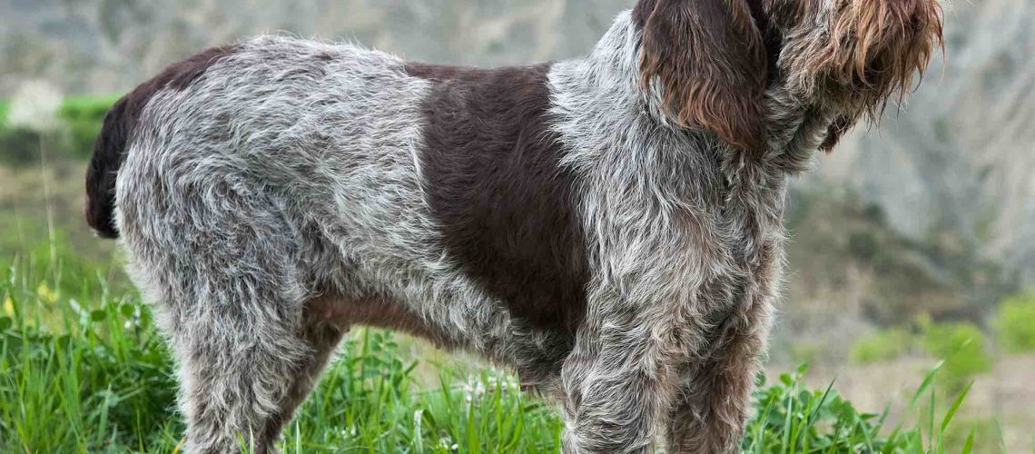 Spinone Italiano: Dog Breed Characteristics & Care-WildCreaturey