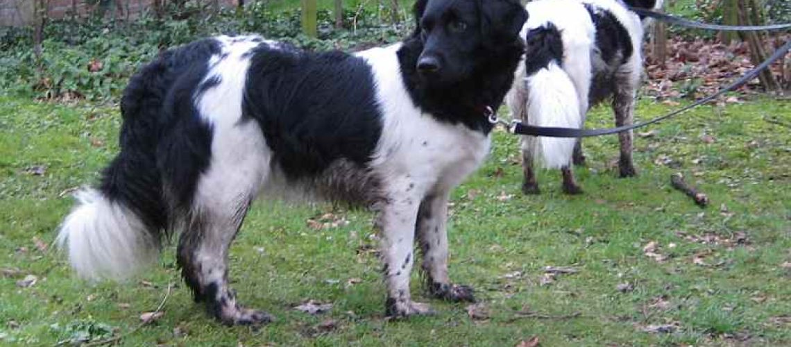 Stabyhoun (Staby): Dog Breed Characteristics & Care-WildCreaturey