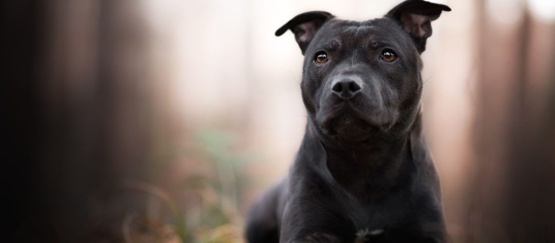 Staffordshire Bull Terrier (Stafford): Dog Breed Characteristics & Care-WildCreaturey