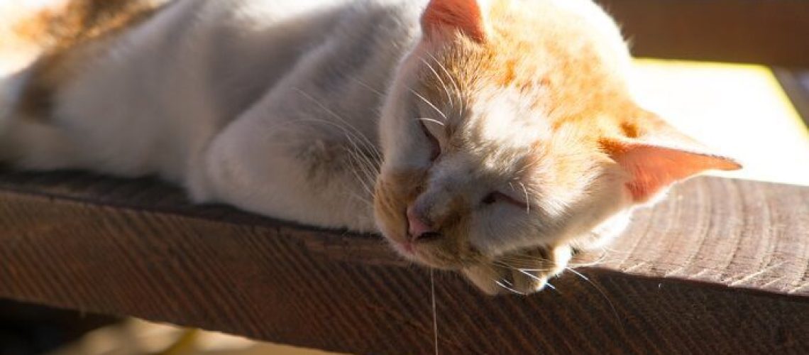 Stay Calm with Phenobarbital: Treating Cat Seizures the Right Way