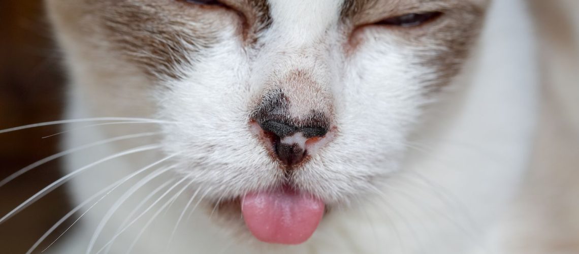 Stomatitis: When Your Cat's Mouth Needs Care