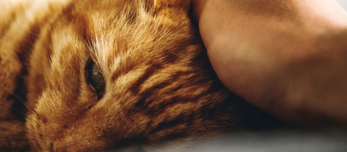 Stress Busters: Understanding and Helping Stressed Cats