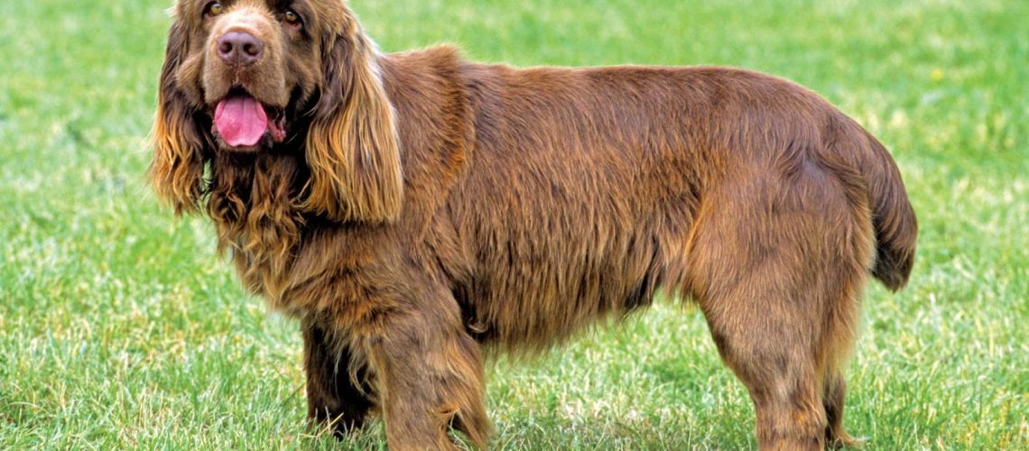 Sussex Spaniel: Dog Breed Characteristics & Care-WildCreaturey