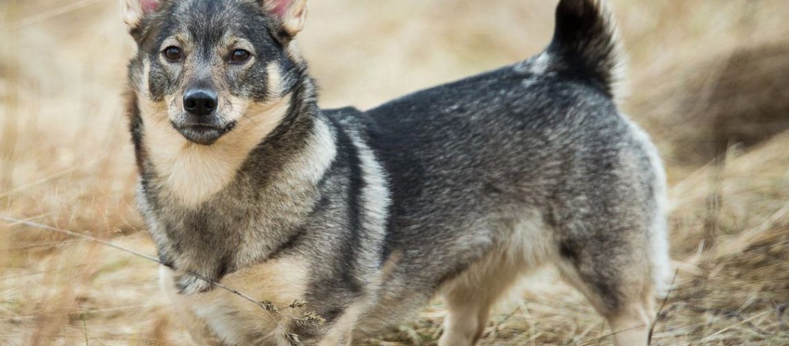 Swedish Vallhund: Dog Breed Characteristics & Care-WildCreaturey