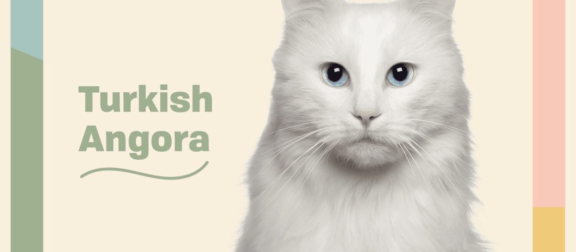 Turkish Angora Tales: Cat Breed Profile & Care Insights