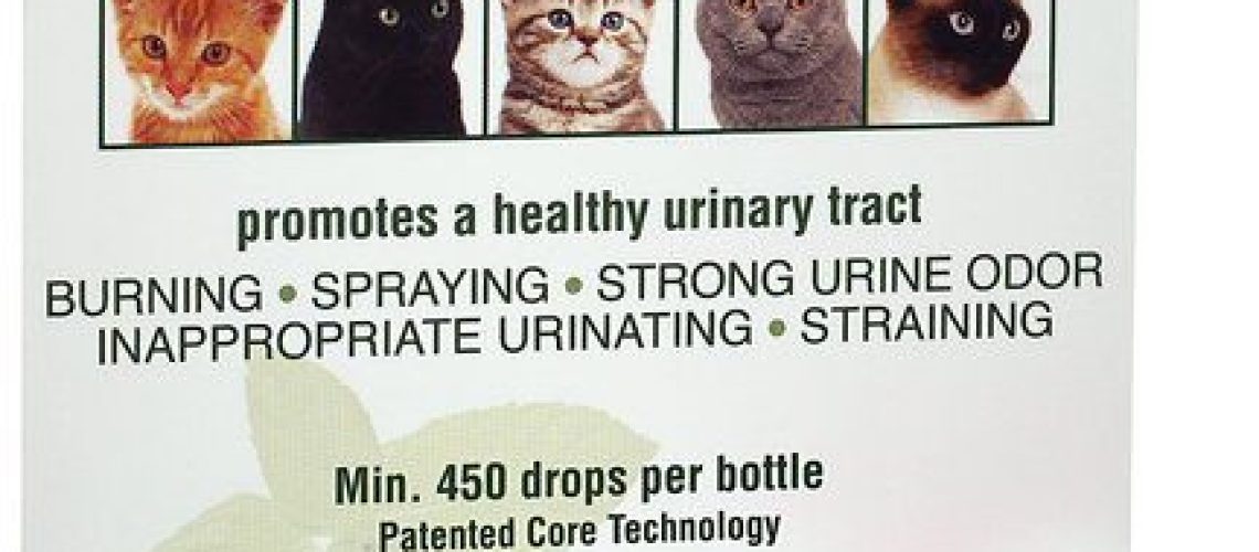 Tackling Urinary Tract Infections in Our Feline Friends