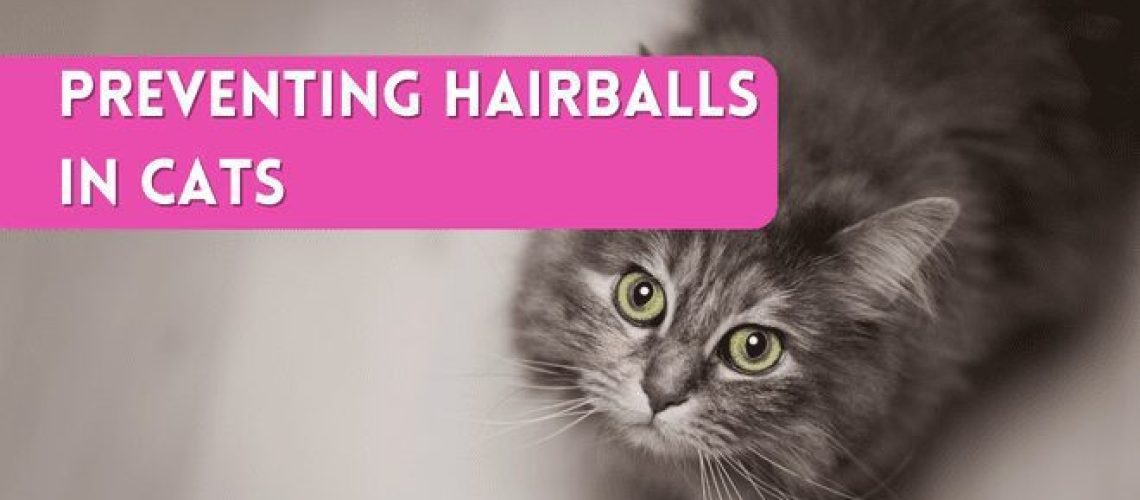 Tackling the Tangle: Hairballs in Cats