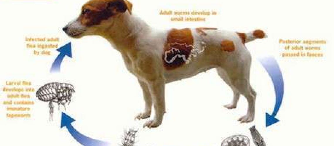 Tapeworms in Dogs-WildCreaturey