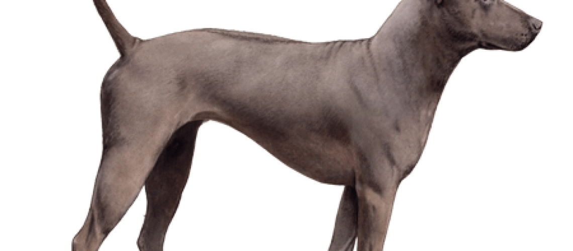 Thai Ridgeback: Dog Breed Characteristics & Care-WildCreaturey