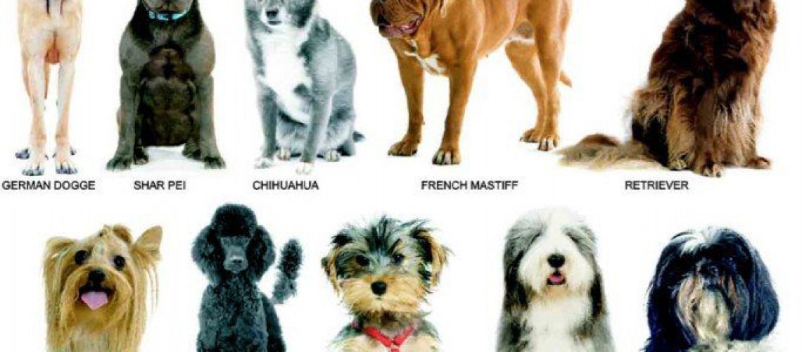 The 12 Types of Dog Breeds-WildCreaturey