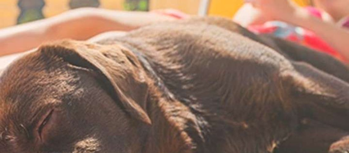 The 6 Best Dog Sunscreens of 2023-WildCreaturey