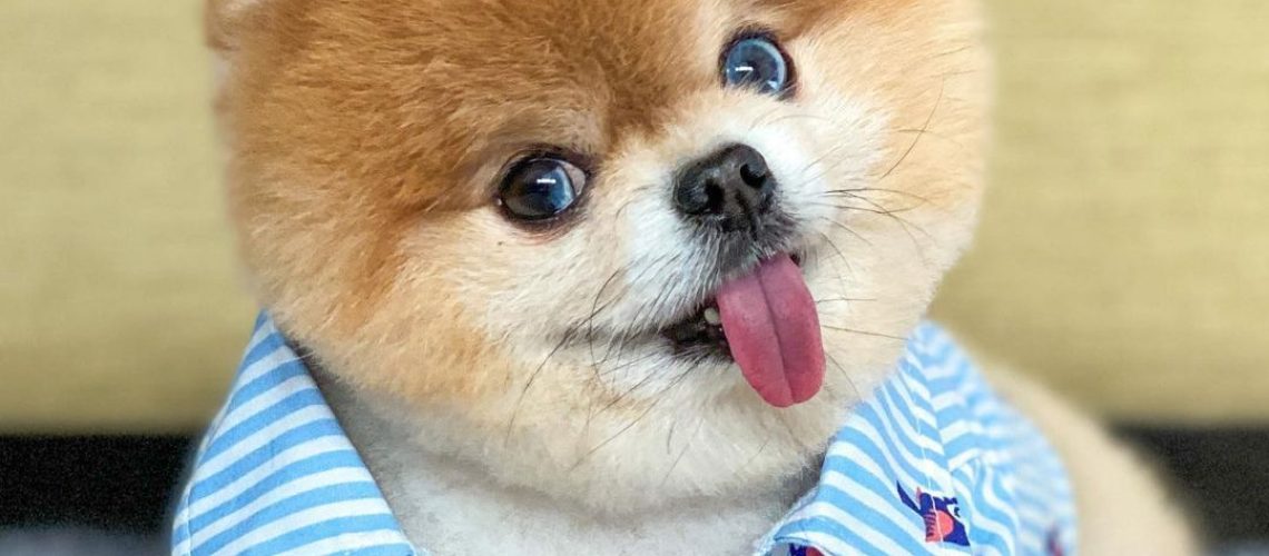 The 8 Cutest Pomeranians to Follow on Instagram-WildCreaturey