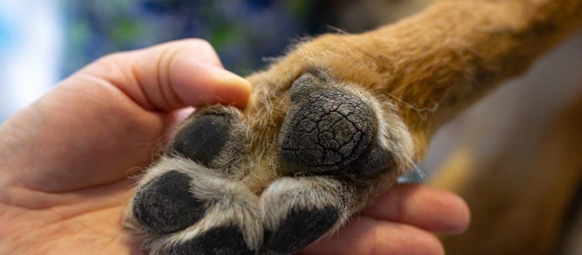 The Best Ways To Soften Your Dog's Paws WildCreaturey