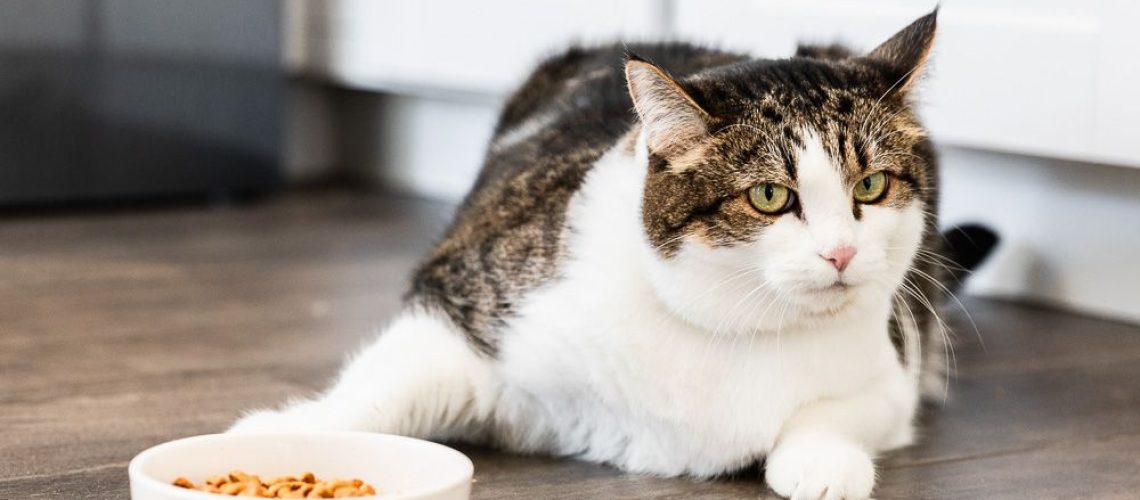 The Big Question: Why Isn't My Cat Eating?