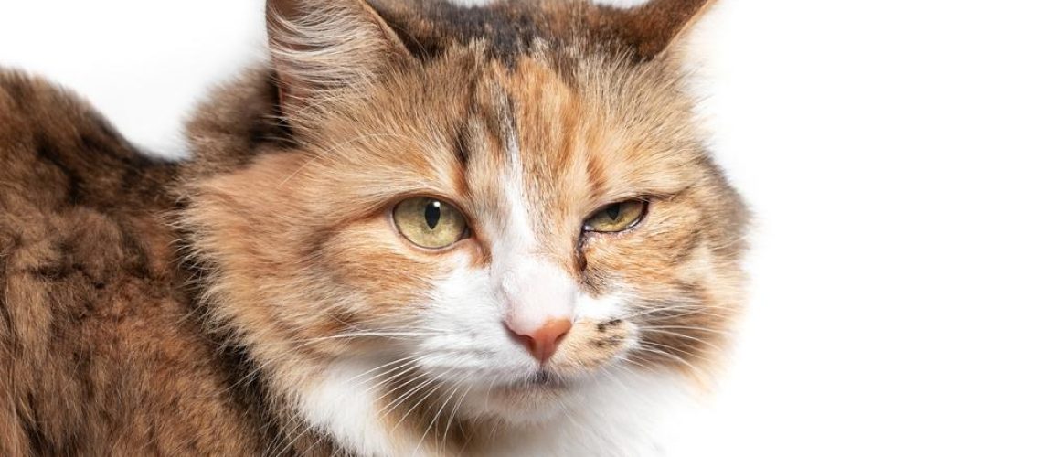 The Concern Behind Swollen Eyes in Cats