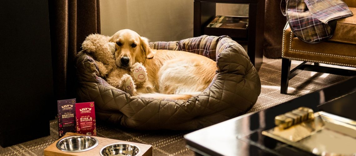 The Different Types of Dog-Friendly Hotels-WildCreaturey