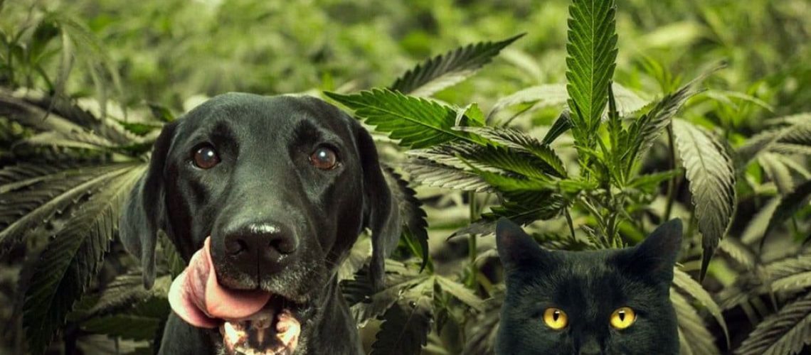 The Hidden Dangers of Marijuana for Cats