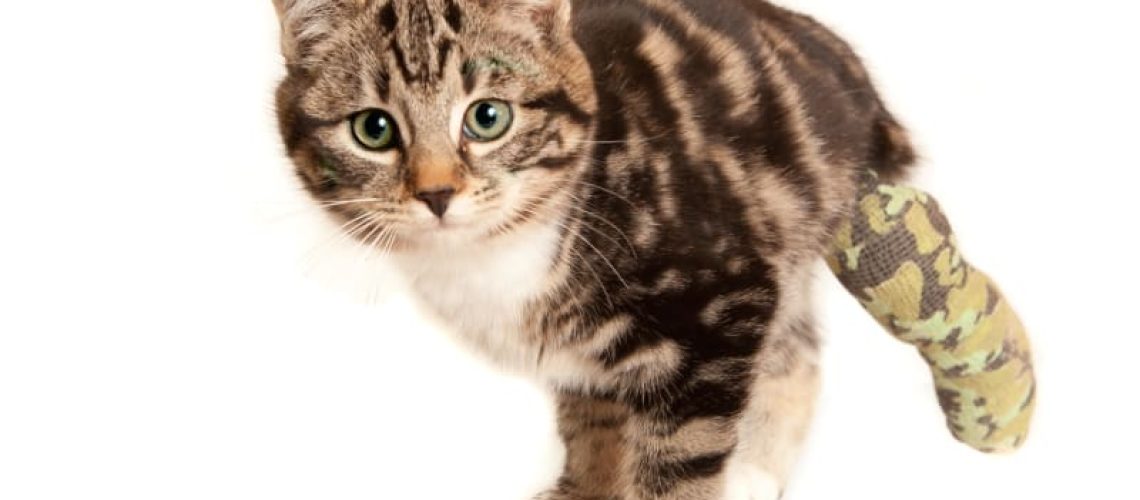 The Limping Cat: Causes and Care