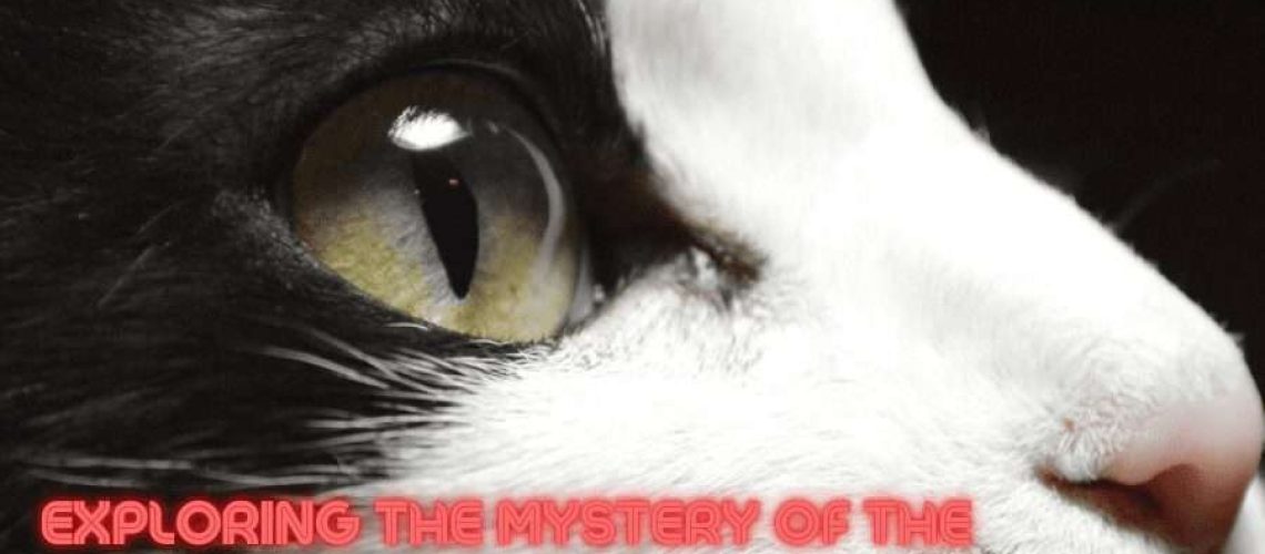 The Mystery of Cats' Third Eyelid