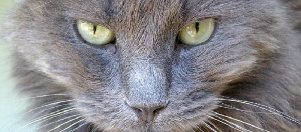 Nebelung Nights: Cat Breed Profile & Essential Care Tips