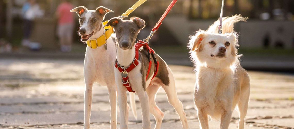 The Pros and Cons of a Dog Harness or Collar-WildCreaturey