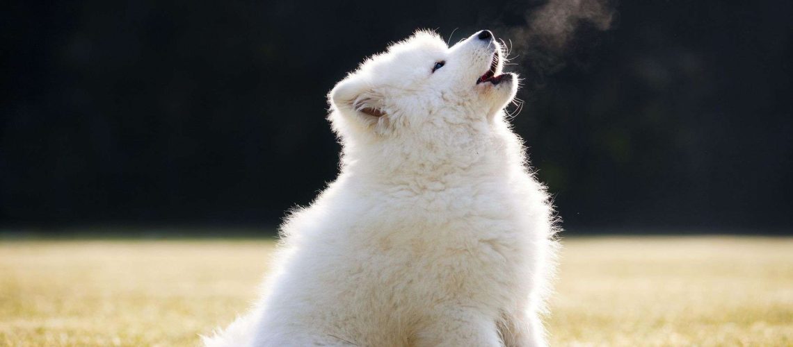 The Reasons Why Dogs Howl-WildCreaturey