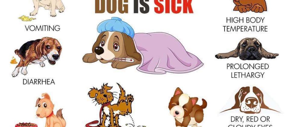 The Signs of a Sick Dog and What to Do-WildCreaturey