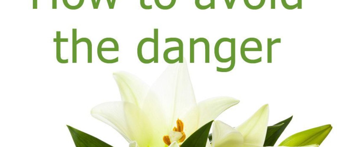 The Silent Danger of Lilies for Cats