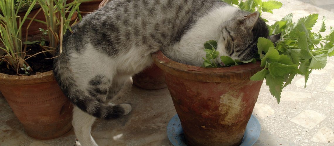 The Truth About Catnip: Is It Safe?