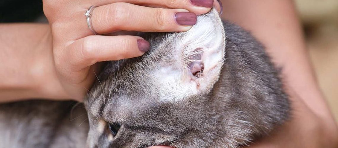 Those Pesky Ear Bugs: Tackling Ear Infections in Cats