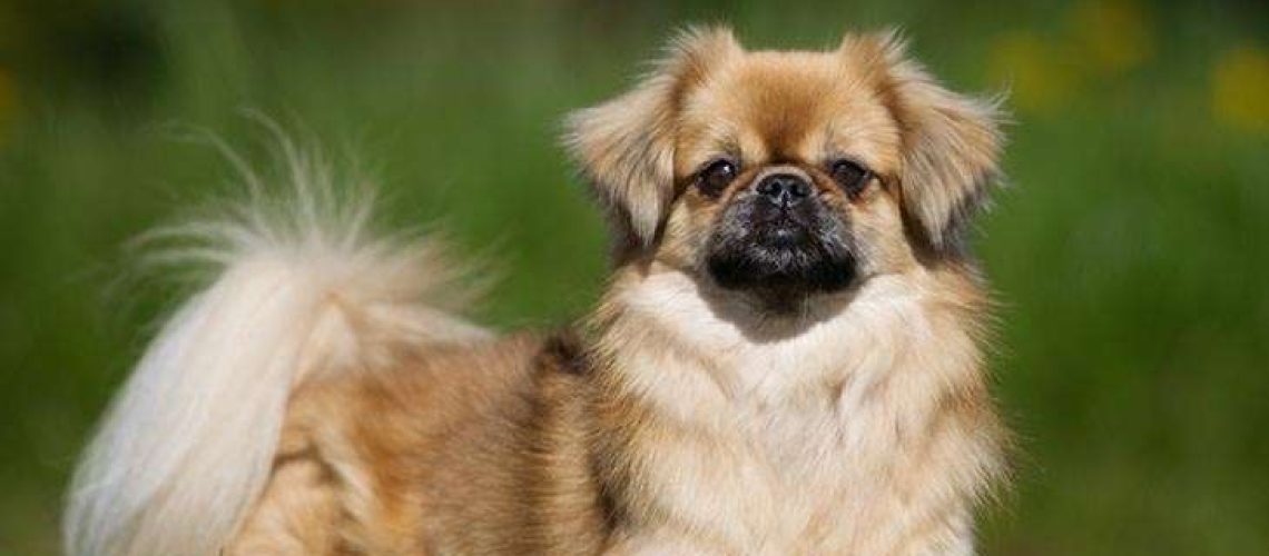 Tibetan Spaniel: Dog Breed Characteristics & Care-WildCreaturey