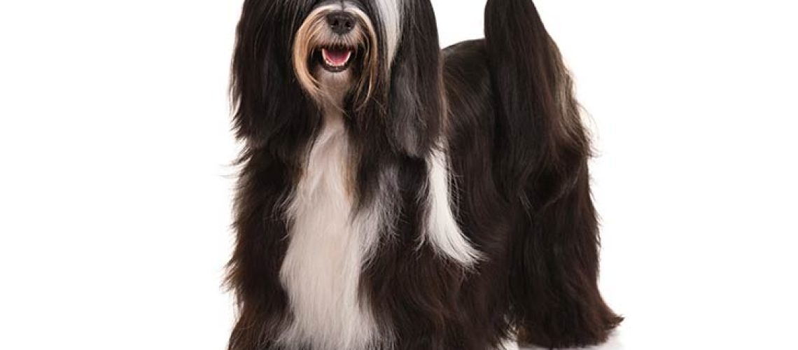 Tibetan Terrier: Dog Breed Characteristics & Care-WildCreaturey