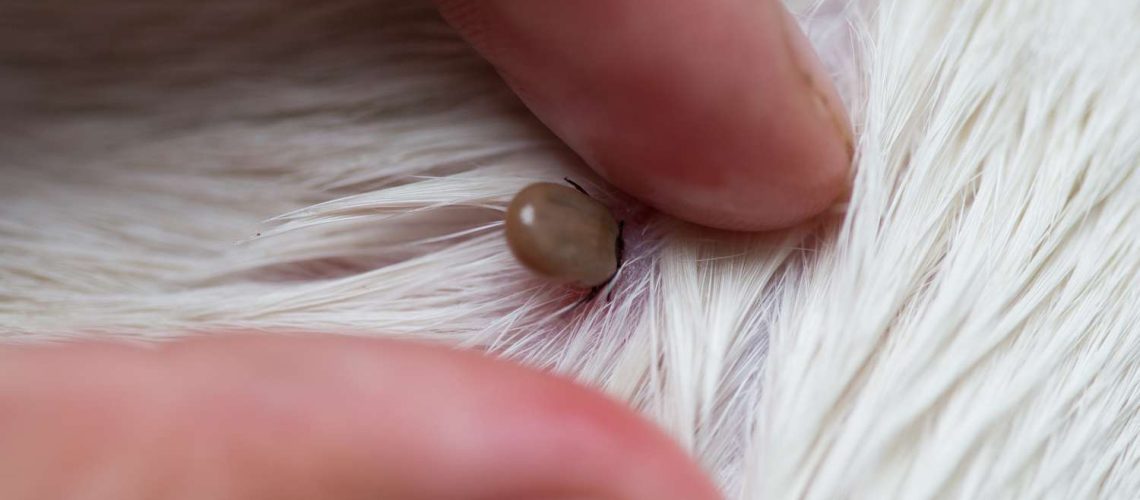 Ticks in Dogs-WildCreaturey